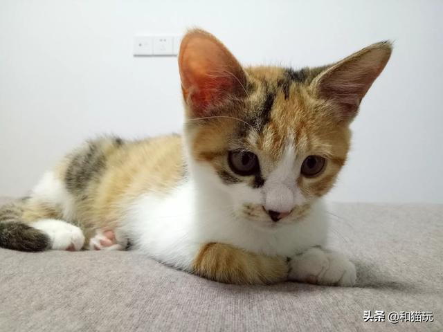 超级狗狗图片:大家来晒一晒你的宠物最萌的照片吧？ 播放汪汪队超级狗狗图片
