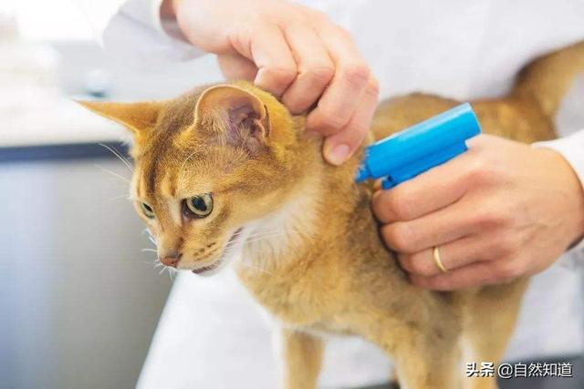 纯种秋田犬芯片:纯种秋田犬价格 是否应该给动物植入芯片？是残忍还是救赎？