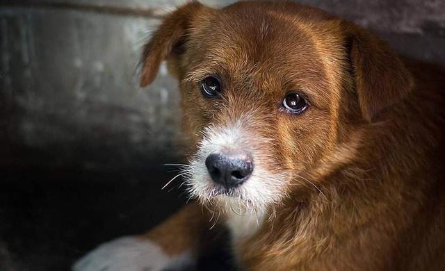 谁知道上海传奇犬舍的联络方式:我想拥有一只可爱的拉不拉多幼犬，哪里有？