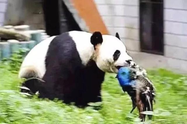 熊猫和饲养员吵架:成都熊猫基地饲养员“奶爸”粗暴对待大熊猫幼崽，这么做对吗