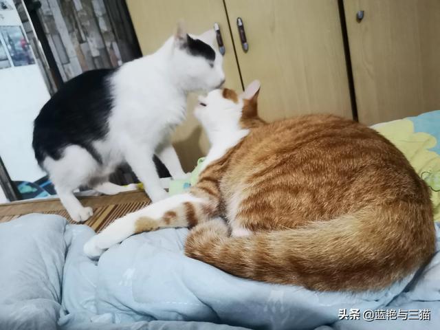 可爱宠物小猫咪:你们家的小猫咪晚上喜欢爬上你的床吗？ 我家的小宠物小猫咪