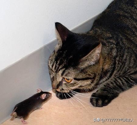 猫捉老鼠图片:如何判断一只猫咪会不会抓老鼠？