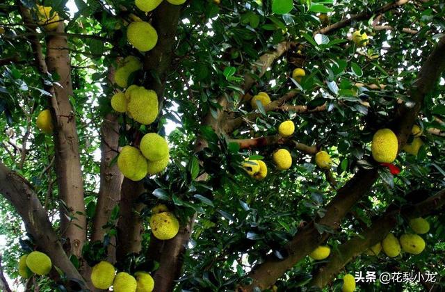 菠萝蜜在广东哪里有种植的？