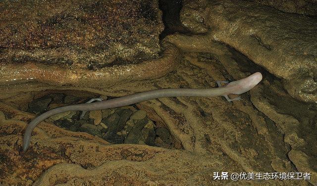 昆仑山真龙吃人的照片，洞螈能够半年不进食，它靠什么维持能量又怎么能有50年的寿命