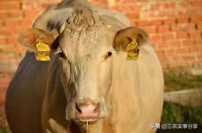 没有公牛母牛产不了奶吗，老人常说，母牛只有怀孕了才有牛奶产生，现在怎么到处都卖鲜牛奶