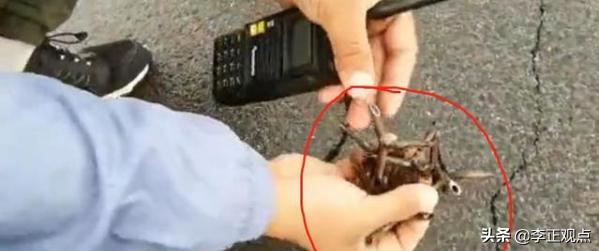 偷狗视频:偷狗被狗主人撞死了，这事儿从法律上会怎么量刑？ 2021偷狗视频