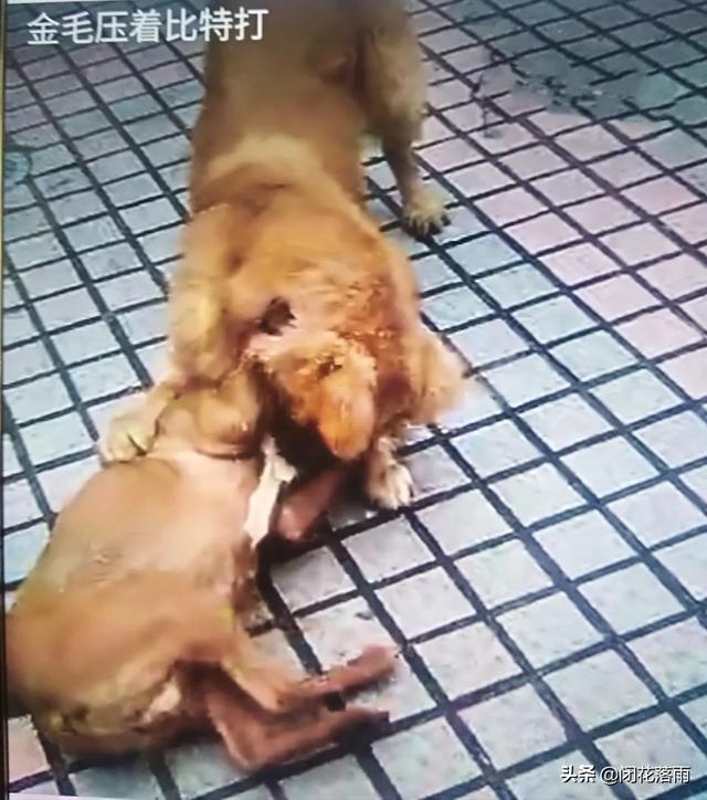 金毛犬好养吗?:想养金毛犬，但是金毛犬好养吗？