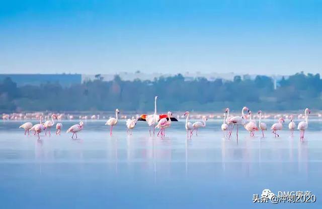 粉红色火烈鸟:请问去塞浦路斯旅游大概要多少钱？