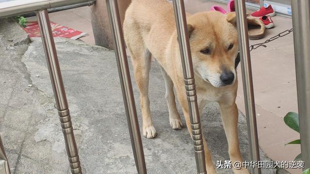 宠物犬图片中华田园犬:你们为什么喜欢中华田园犬？中华田园犬和名贵犬你们要哪个？