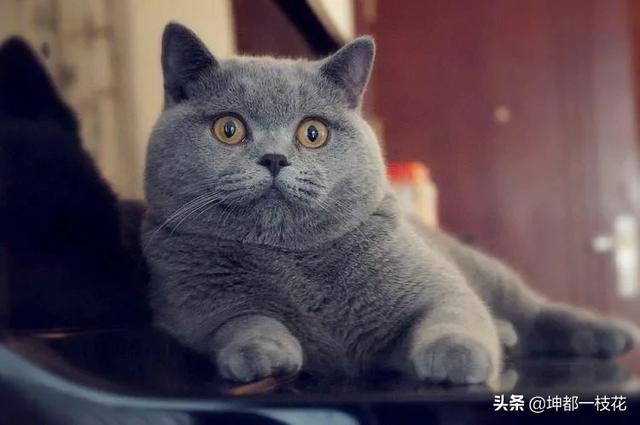 欧洲短毛猫和狸花猫的区别:请教一下这个猫的品种，好养吗？