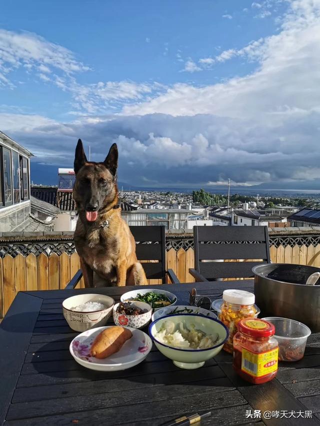 军犬训练教材哪里有卖:怎么当特种部队的军犬训导员？