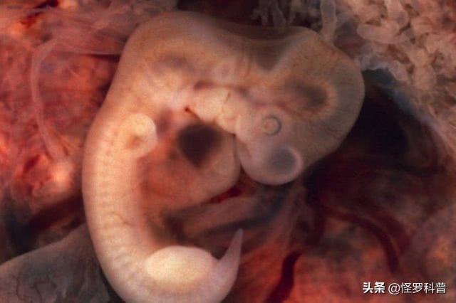 直立无毛猿:在从猿到人的进化过程中，尾巴为什么没有了？