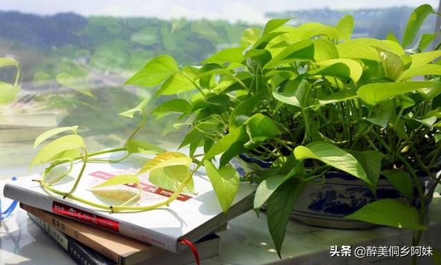 绿萝叶子发黄是什么原因:绿萝为什么会发黄 绿萝叶子老发黄，请问怎么养才好呢？