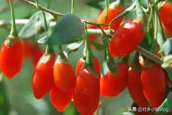 枸杞树上有螨虫打什么农药好:枸杞叶子凹凸不平，还打卷怎么回事呀？
