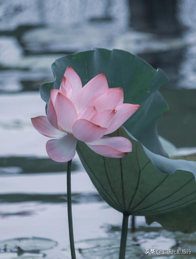 头条问答 - 怎样才能把荷花拍得超脱一点,更有意境及画意?