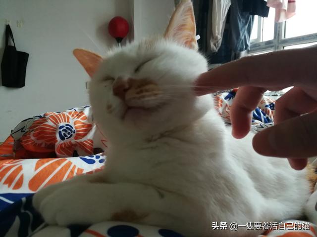 中国宠物网如何看出猫的发情:我家的猫咪最近总是五六点就叫，什么情况？