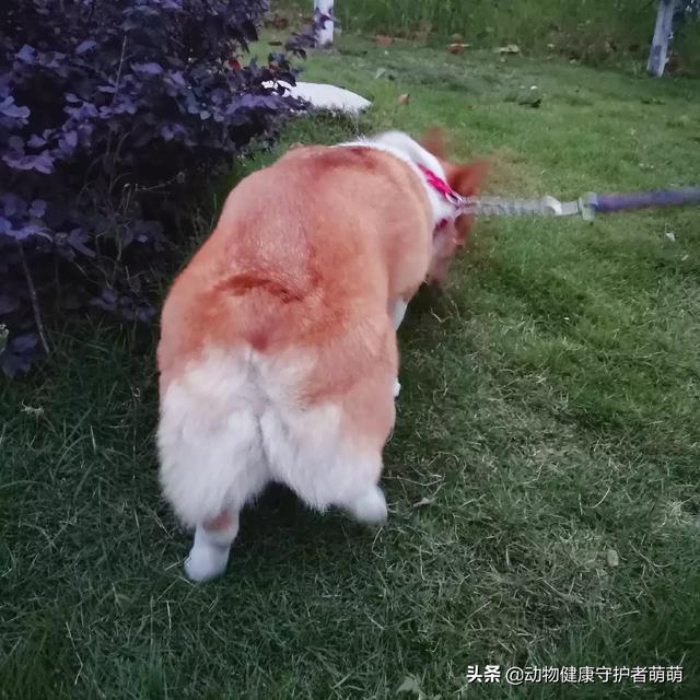 柯基狗的视频:柯基犬断了尾巴怎么感觉还有一点点？