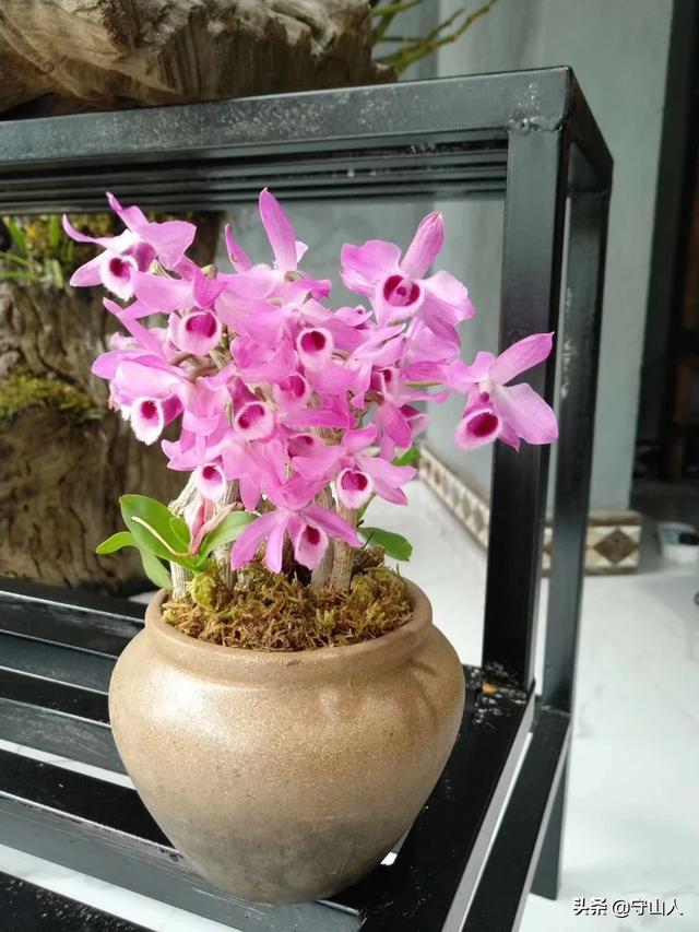 石斛图片,石斛的种类包括哪些？作用各有何不同？