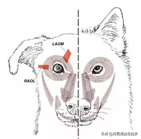 男人和母狗:狗狗背叛主人，会有什么症状吗？