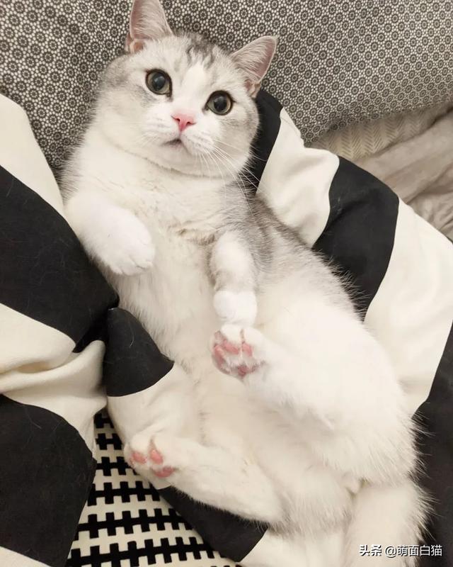 头条问答 为什么有的年轻人宁愿花精力和金钱去养宠物 也不愿谈恋爱呢 215个回答