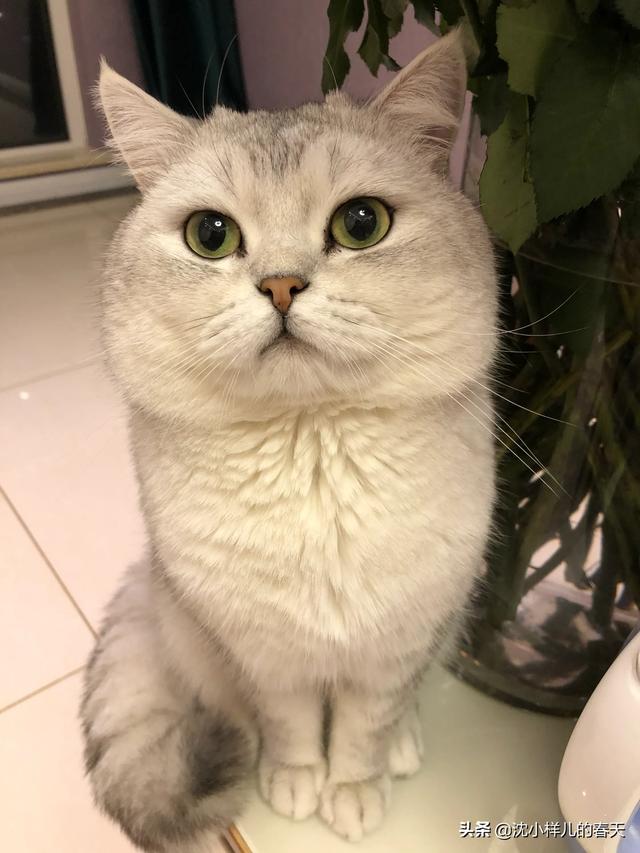 银渐层猫可以涨到多少斤？