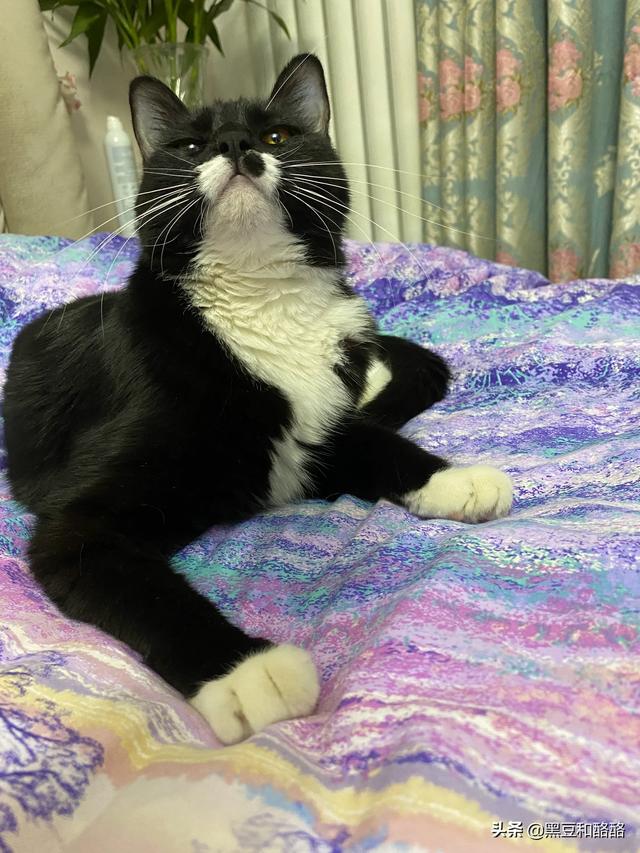 养猫好吗:家里有小孩子，是不是不适合养猫了？必须要送走猫咪吗？