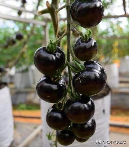 野生黑枸杞与种植黑枸杞的区别，黑番茄与普通番茄有什么差别？怎么种植？