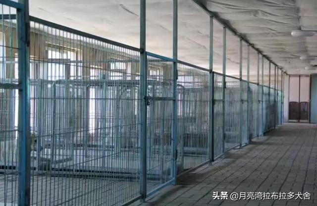 拉布拉多图片:为什么爱养拉布拉多犬的人这么多，有什么样的优点呢？