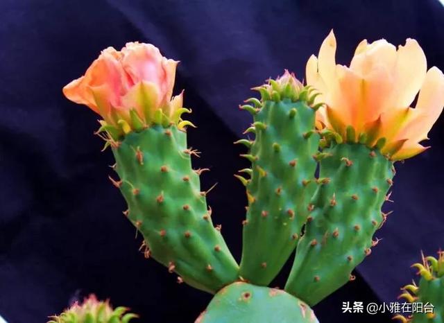 室内最好的观赏植物:十大室内观赏植物 室内养花，养几种花比较好？