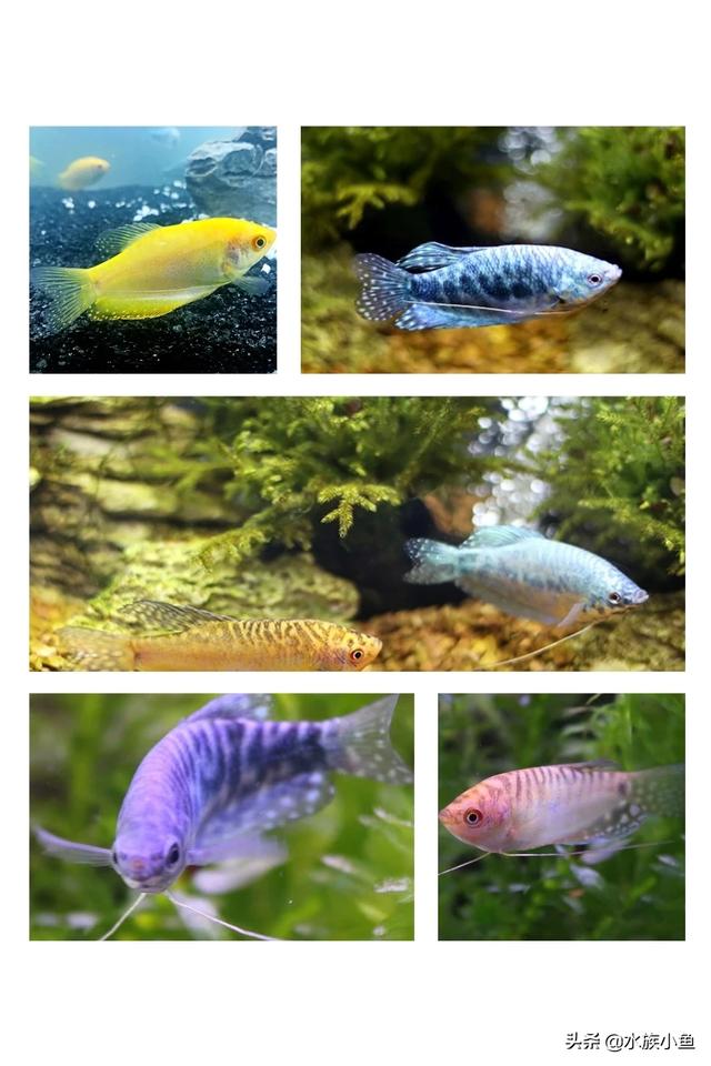 水族繁殖:哪些热带鱼是通过产籽繁衍的？