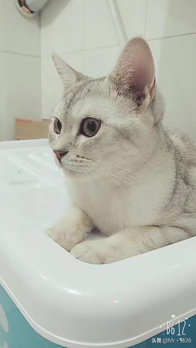 猫发情 叫声:猫发情除了会乱撒尿和乱叫，还有其他表现吗？