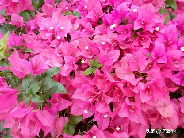 深圳市的市花是什么？