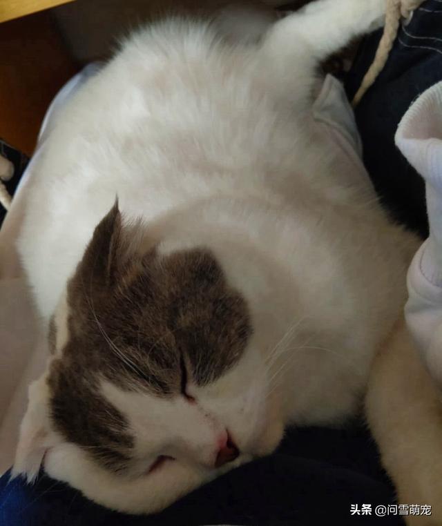 猫滴了驱虫药全身痒:猫咪抓痒是怎么回事，猫咪抓痒是代表什么？