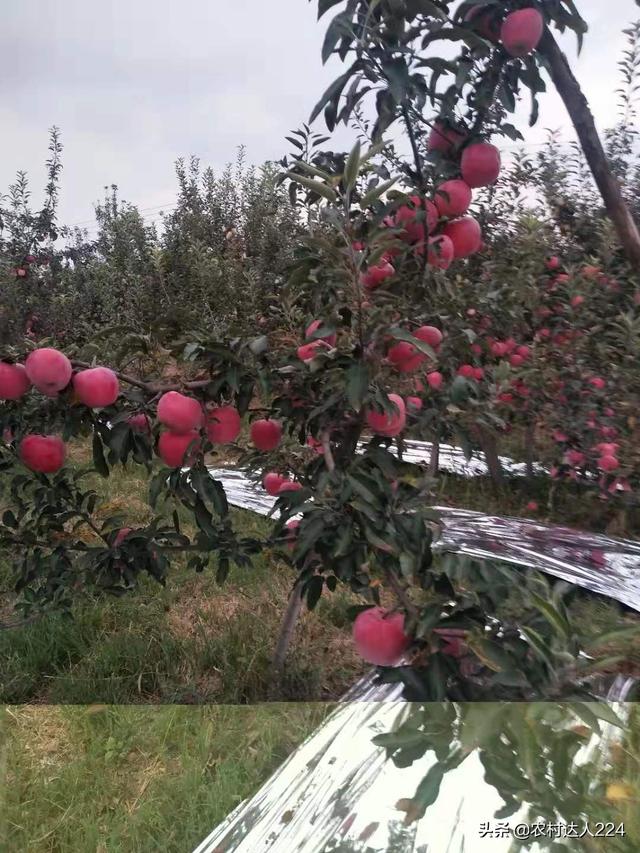 三农领域包括哪些内容？是不是一个高度垂直的领域？