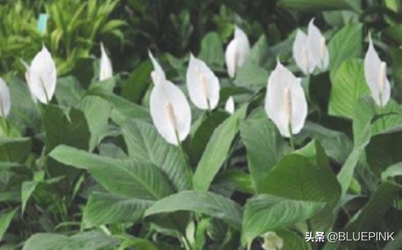 一帆风顺怎么养:水培一帆风顺怎么养才茂盛？
