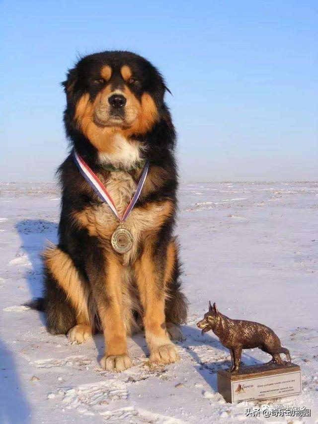 蒙古獒犬图片四眼图片