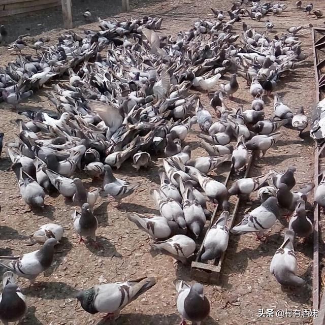 如何正确饲养鸽子，鸽子需要怎么饲养才能学会家飞