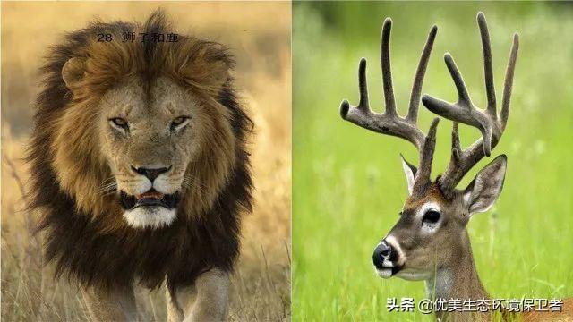 猞猁与人交尾:猞猁与人 为什么食肉动物繁殖率都很低，食草动物繁殖率这么高？