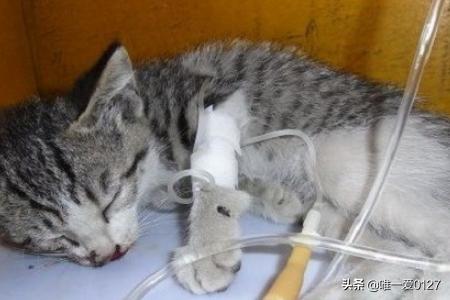 猫瘟:猫瘟怎么治，小猫得了猫瘟怎么办？