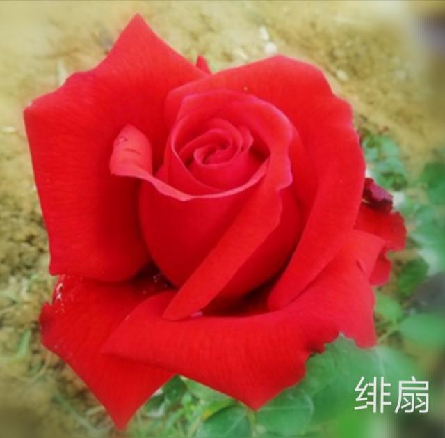 优秀月季花品种介绍百度网:名贵月季十大品种是哪些品种？