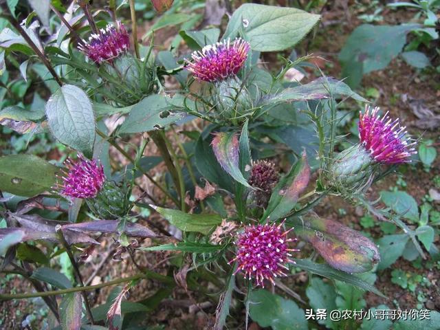 白术如何选地种植和整地？