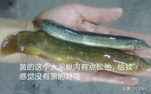 苦力泥鳅好不好:牛粪喂养泥鳅亩产多少斤？为什么？