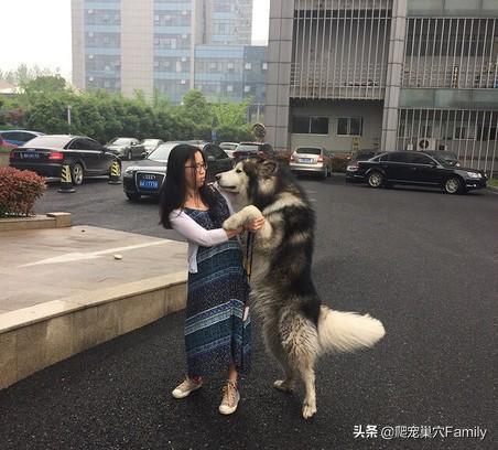 大阿拉斯加犬图片:阿拉斯加雪橇犬有什么优点缺点？