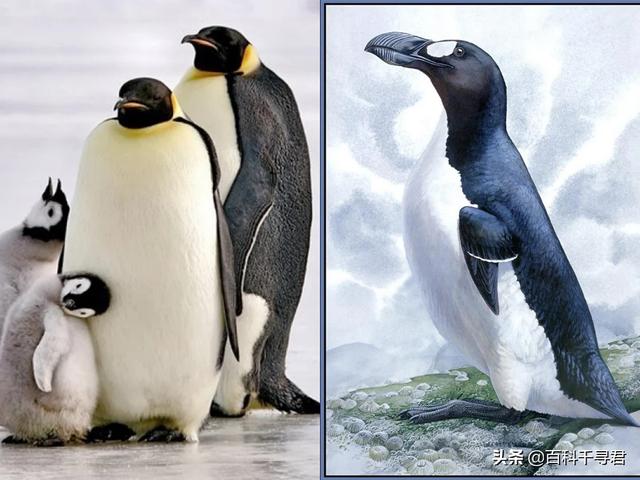 海鹦鹉:南极和北极都有企鹅生存吗？为什么？ 海鹦鹉图片