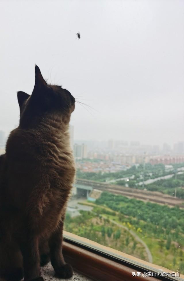 猫的铲屎官是什么意思是什么意思:猫咪的一生只会认定一个主人吗？