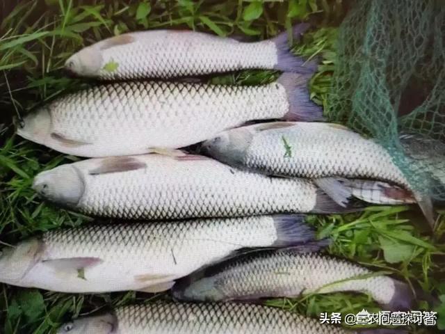 头条问答 7 8月是草鱼生长黄金季节 如何保证草鱼又好又快生长 10个回答