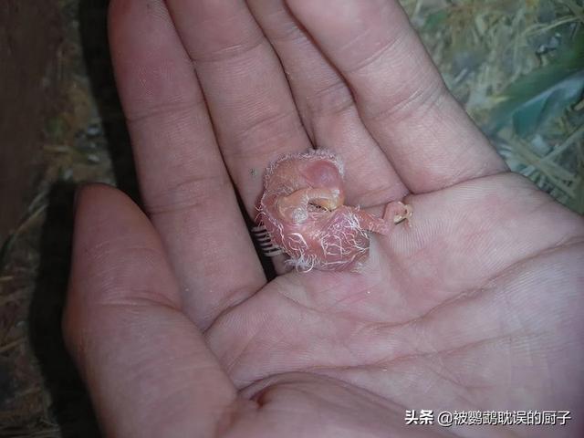 牡丹鹦鹉吧:牡丹鹦鹉是不是开始生第一窝蛋就不会停下，一窝接一窝？