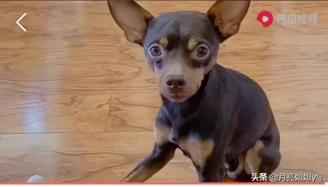比格犬视频:养狗过程中，你觉得宠主容易因为哪些原因中途放弃养狗，为什么？