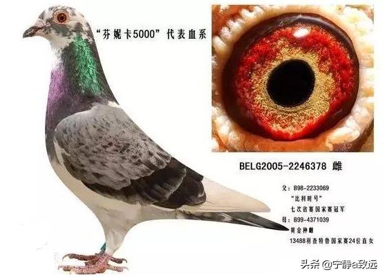 最快速的信鸽眼砂图片:鸽子深色黄眼怎么区别好与坏？