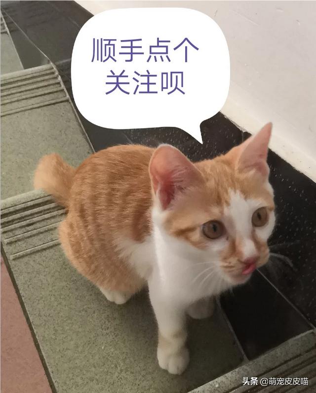 小奶猫抢不到奶吃:大猫不肯喂小猫奶怎么办？ 小奶猫抢不到奶吃怎么办